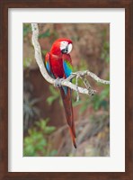 Portrait Of Red-And-Green Macaw Fine Art Print