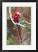 Portrait Of Red-And-Green Macaw Fine Art Print