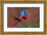 Close Up Of Two Flying Red-And-Green Macaws Fine Art Print