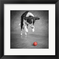 Portrait Of A Border Collie Mix Dog Fine Art Print