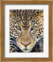 Close Up Of Cheetah, Ngorongoro Conservation Area, Tanzania Fine Art Print