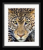 Close Up Of Cheetah, Ngorongoro Conservation Area, Tanzania Fine Art Print