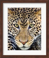 Close Up Of Cheetah, Ngorongoro Conservation Area, Tanzania Fine Art Print