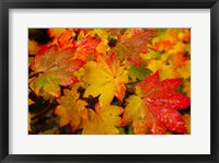 Close-Up Of Wet Autumn Leaves, Portland, Oregon Fine Art Print