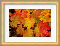 Close-Up Of Wet Autumn Leaves, Portland, Oregon Fine Art Print