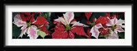 Close-Up Of Poinsettias Fine Art Print