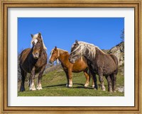 Close-Up Of Three Horses Fine Art Print