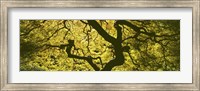 View Of Tree Branches, Portland Japanese Garden Fine Art Print