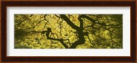 View Of Tree Branches, Portland Japanese Garden Fine Art Print