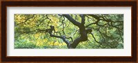 Close Up Of Japanese Maple Branches, Portland Japanese Garden Fine Art Print