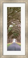 View Of Monterey Cypresses Above Road, Point Reyes National Seashore, California Fine Art Print