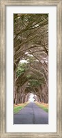 View Of Monterey Cypresses Above Road, Point Reyes National Seashore, California Fine Art Print