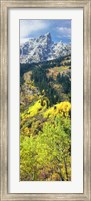 View Of Trees At Bottom Of Mountain, Aspen Fine Art Print