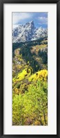 View Of Trees At Bottom Of Mountain, Aspen Fine Art Print