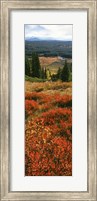 View Of Huckleberries Bushes On Hilly Terrain, Rockchuck Peak, Grand Teton National Park, Wyoming Fine Art Print