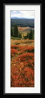 View Of Huckleberries Bushes On Hilly Terrain, Rockchuck Peak, Grand Teton National Park, Wyoming Fine Art Print