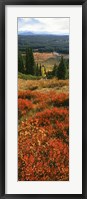 View Of Huckleberries Bushes On Hilly Terrain, Rockchuck Peak, Grand Teton National Park, Wyoming Fine Art Print