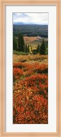 View Of Huckleberries Bushes On Hilly Terrain, Rockchuck Peak, Grand Teton National Park, Wyoming Fine Art Print