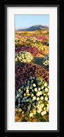 Clumps Of Flowers Of Sand Verbena And Dune Primrose Fine Art Print