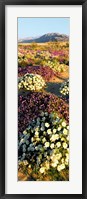 Clumps Of Flowers Of Sand Verbena And Dune Primrose Fine Art Print