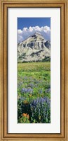 Lupine And Indian Paintbrush Flowers At Bottom Of Fossil Mountain, Wyoming Fine Art Print