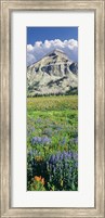 Lupine And Indian Paintbrush Flowers At Bottom Of Fossil Mountain, Wyoming Fine Art Print