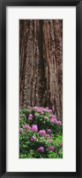 Blooming Rhododendron Below Giant Redwood, Trinidad, California Fine Art Print