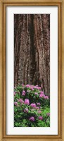 Blooming Rhododendron Below Giant Redwood, Trinidad, California Fine Art Print
