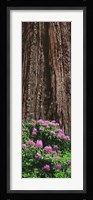 Blooming Rhododendron Below Giant Redwood, Trinidad, California Fine Art Print