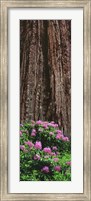 Blooming Rhododendron Below Giant Redwood, Trinidad, California Fine Art Print