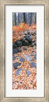Fallen Maple Leaves In Forest In Autumn, Oak Creek Canyon, Arizona Fine Art Print