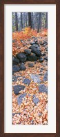 Fallen Maple Leaves In Forest In Autumn, Oak Creek Canyon, Arizona Fine Art Print