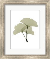 Ginko I Fine Art Print