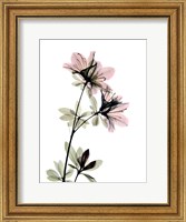 Azalea Fine Art Print