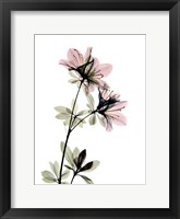 Azalea Fine Art Print