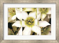 Star of Bethlehem Triptych Fine Art Print