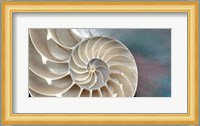 Nautilus Fine Art Print