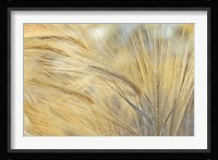 Foxtail Fine Art Print