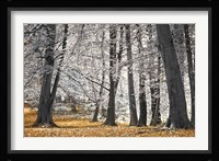 Autumn Trees And Leaves Fine Art Print