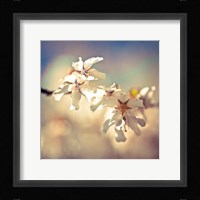 Soft Bloom I Fine Art Print