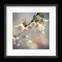 Soft bloom II Fine Art Print
