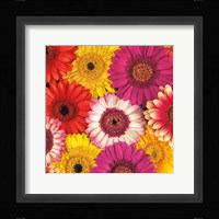 Splash of Color I Fine Art Print