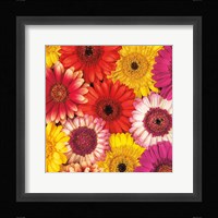 Splash of Color II Fine Art Print