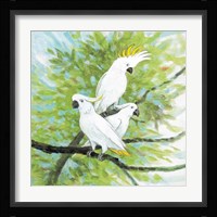 Cockatoos Fine Art Print