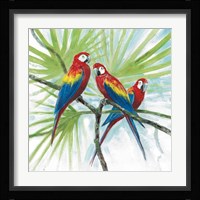 Parrots Fine Art Print