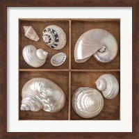 Seashells Treasures I Fine Art Print