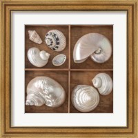 Seashells Treasures I Fine Art Print