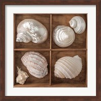 Seashells Treasures II Fine Art Print