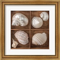 Seashells Treasures II Fine Art Print