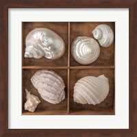 Seashells Treasures II Fine Art Print